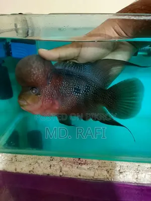 ফ্লাওয়ার হর্ন ফিস
