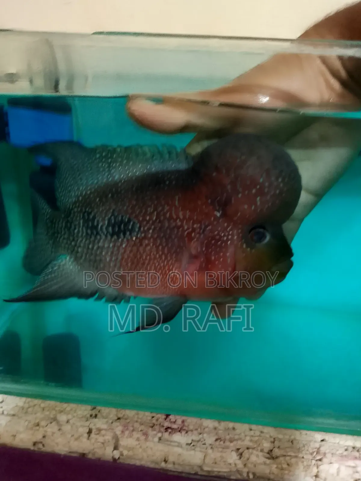 ফ্লাওয়ার হর্ন ফিস