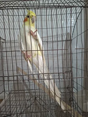 লুটিনো রেড-আই ককাটেল
