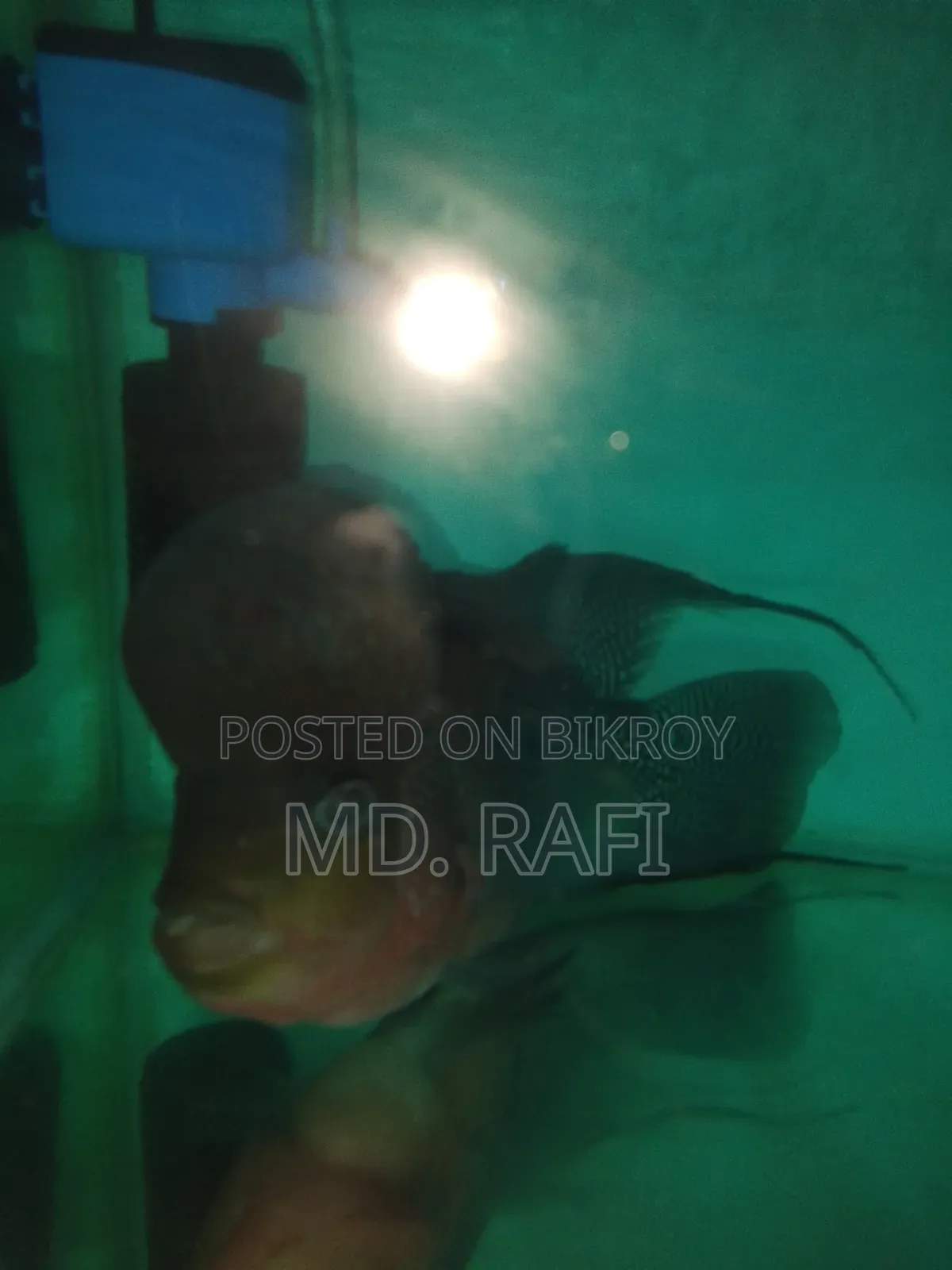 ফ্লাওয়ার হর্ন ফিস