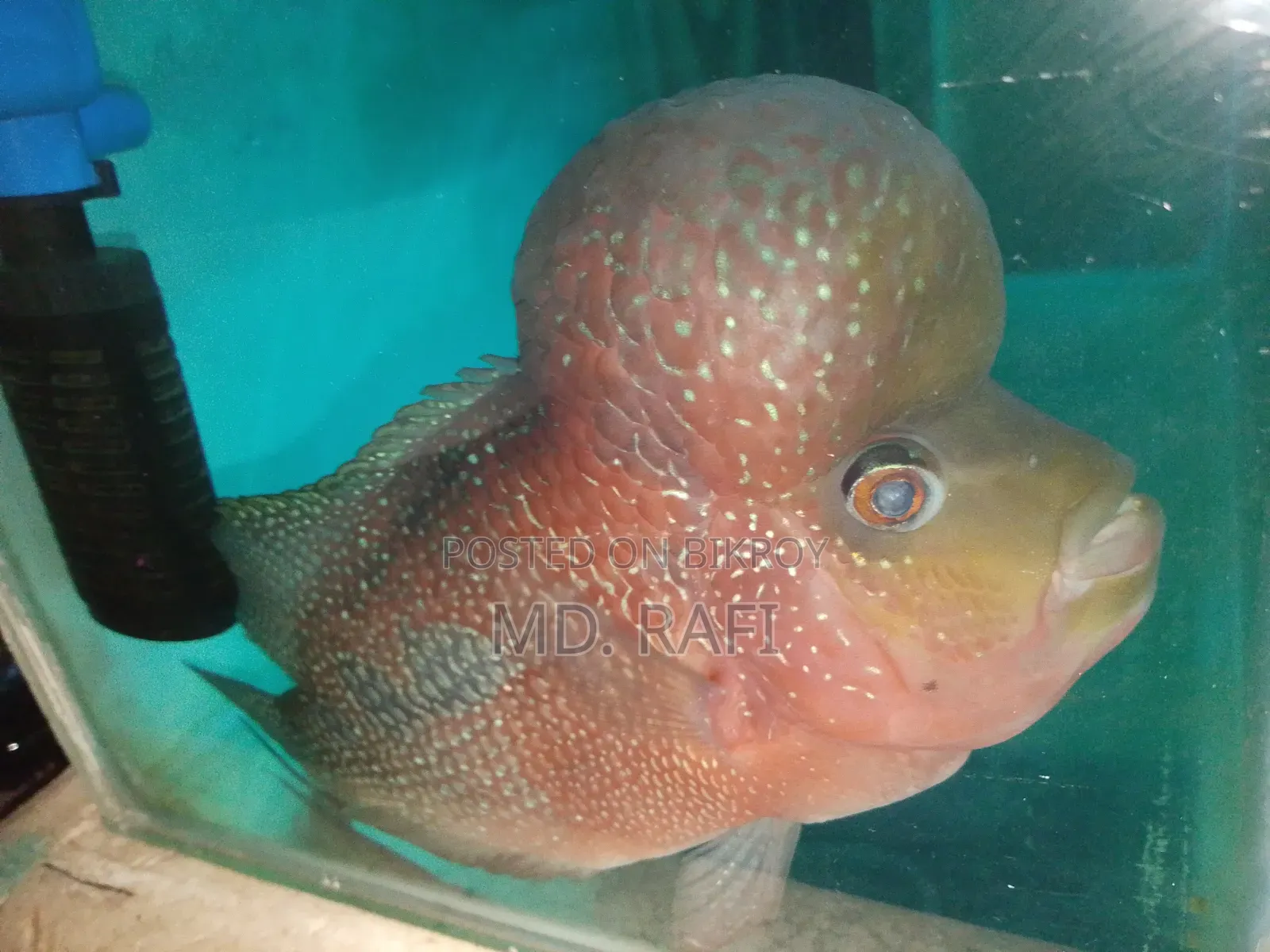 ফ্লাওয়ার হর্ন ফিস