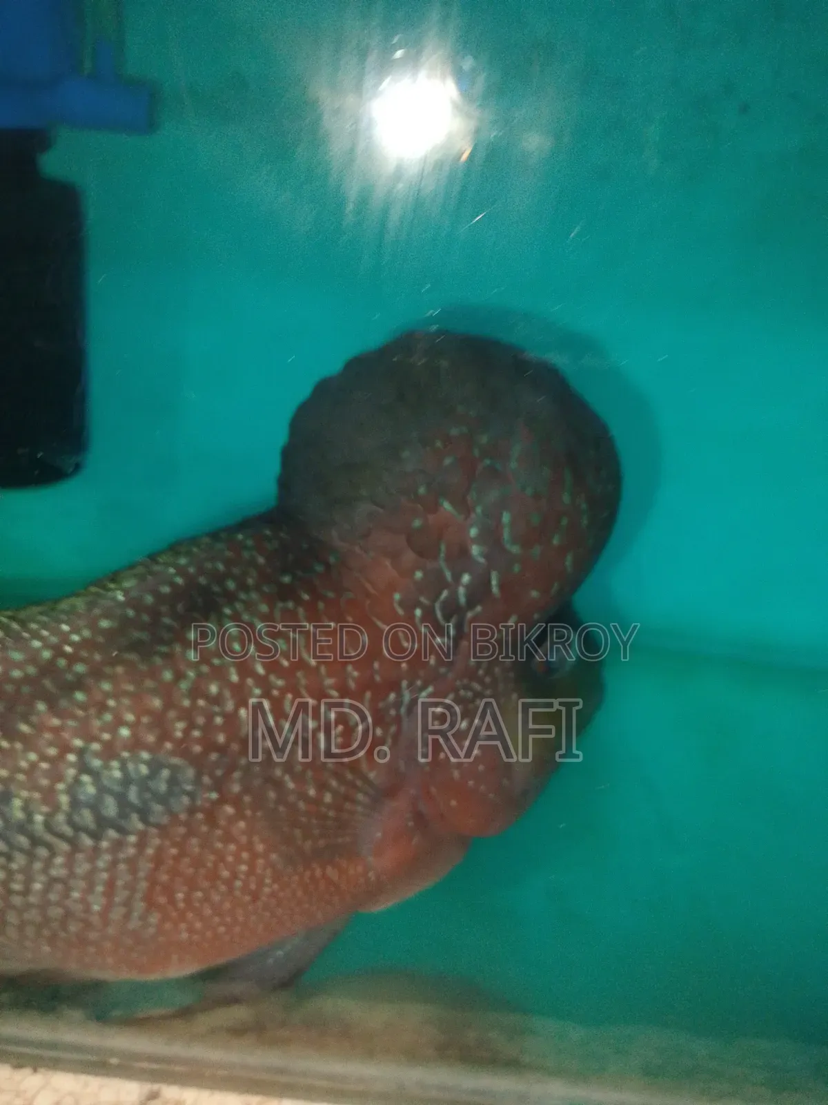 ফ্লাওয়ার হর্ন ফিস