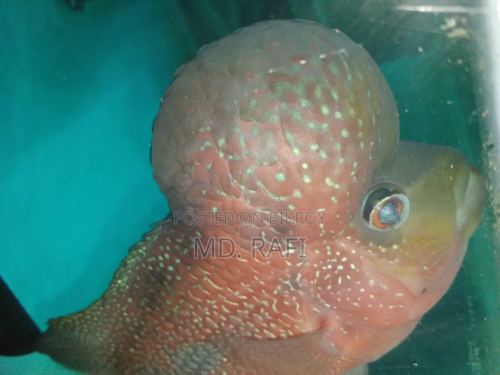 ফ্লাওয়ার হর্ন ফিস