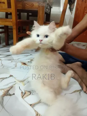 ৩-৬ মাসের মেল পিওর পারশিয়ান বিড়াল