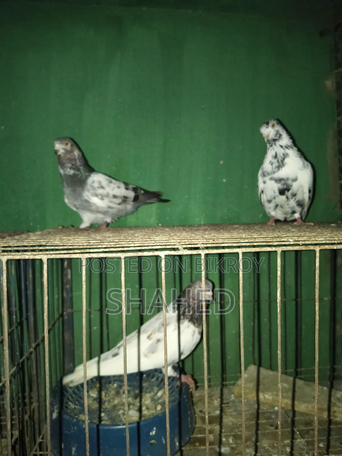 Pigeons for Sale