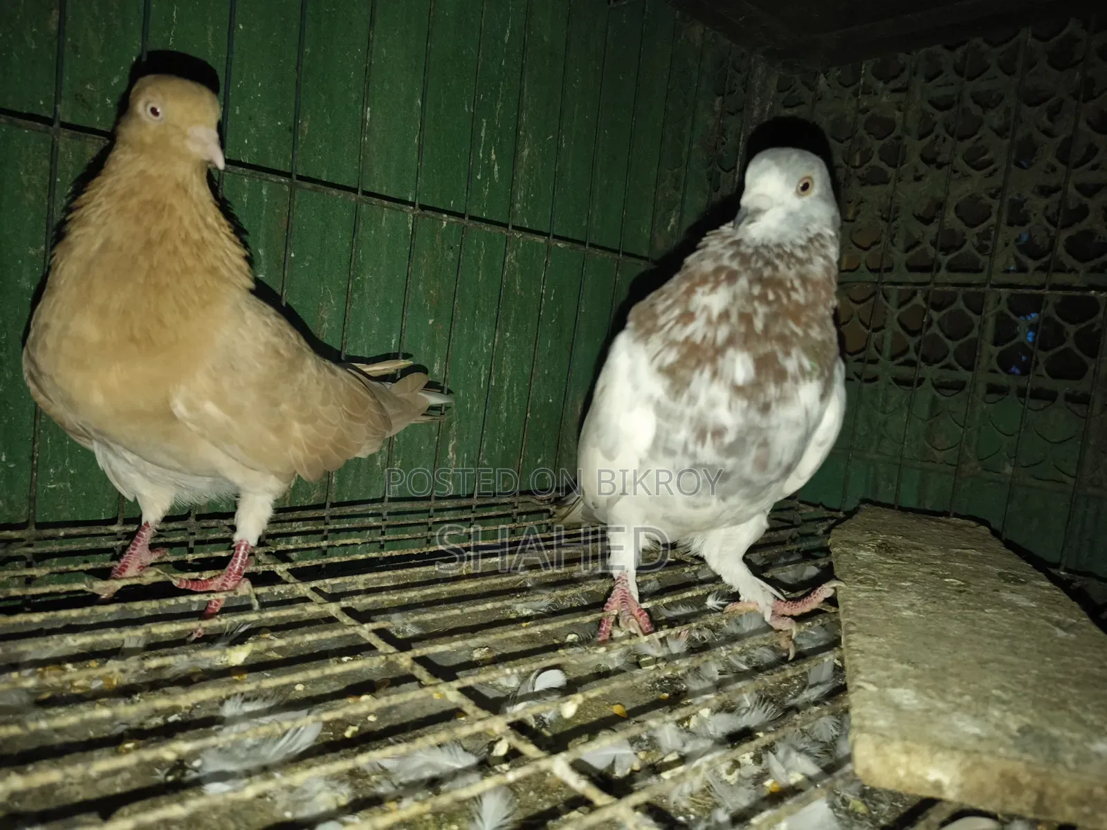 Pigeons for Sale