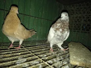 Pigeons for Sale