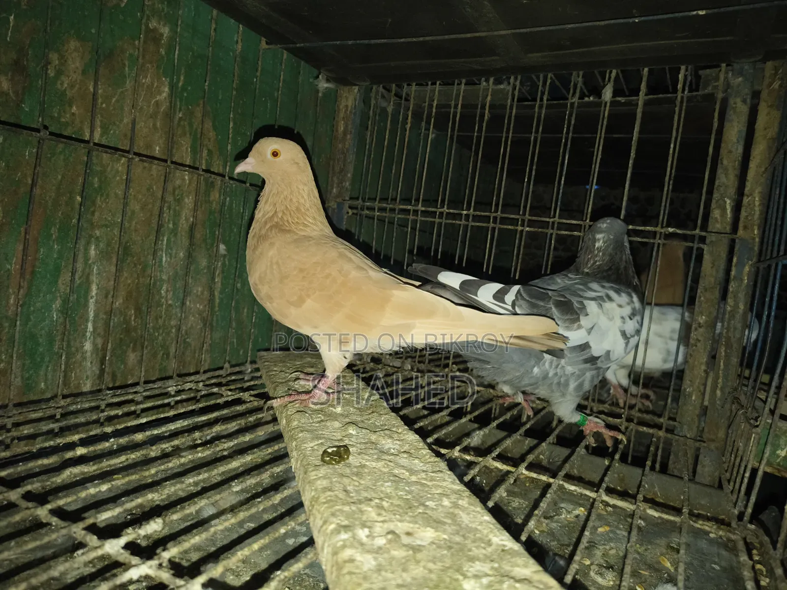 Pigeons for Sale