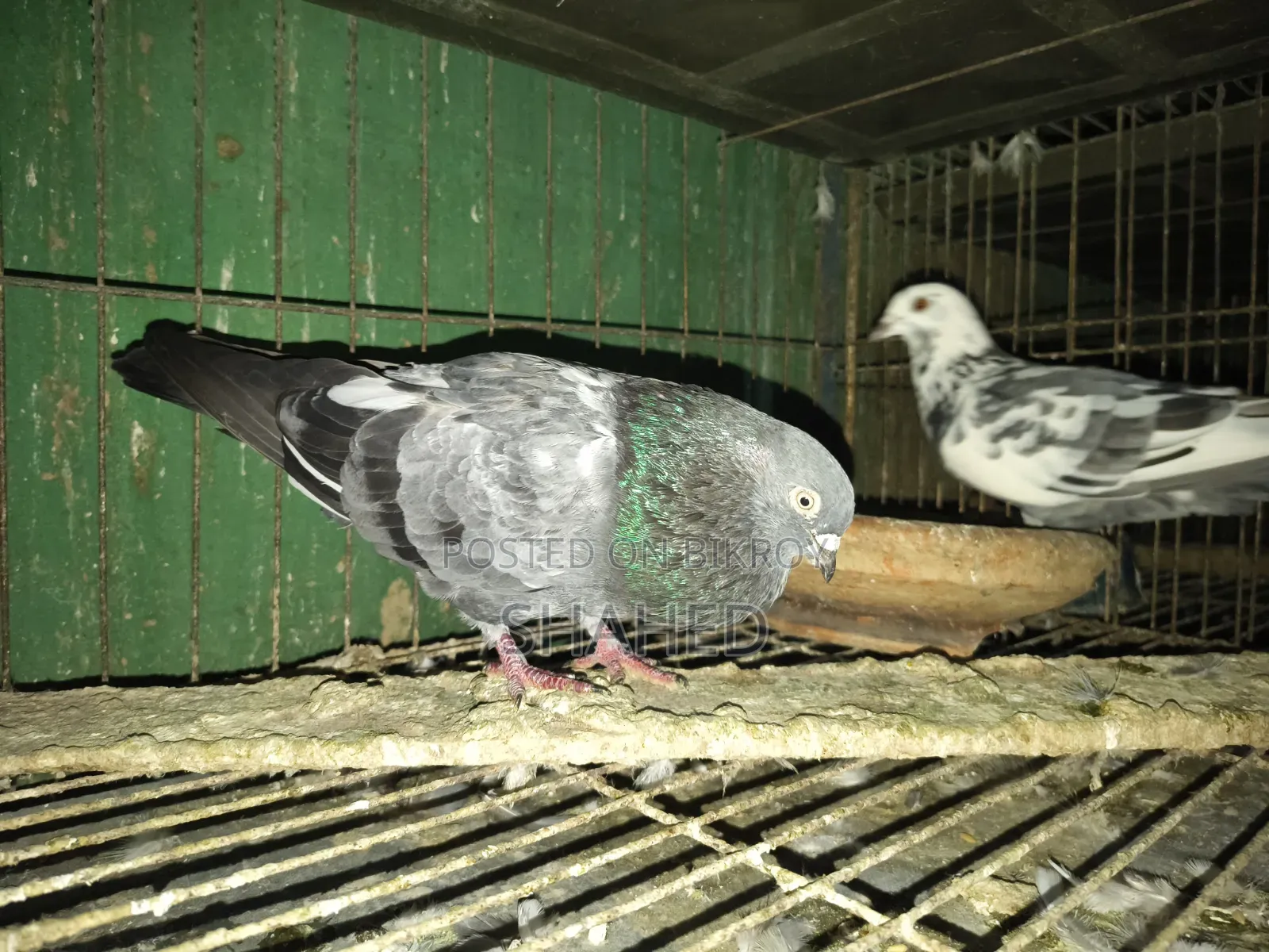Pigeons for Sale