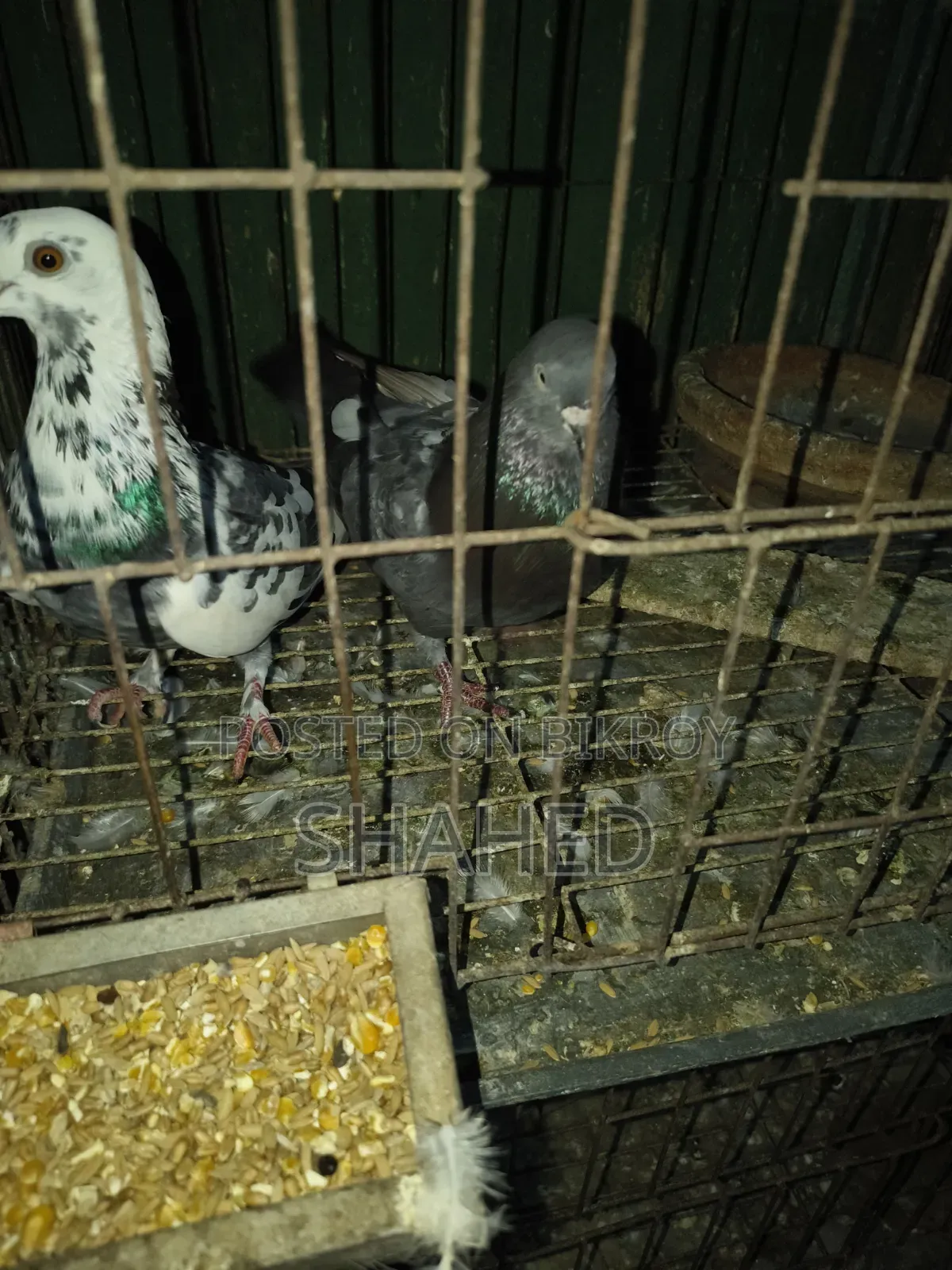 Pigeons for Sale