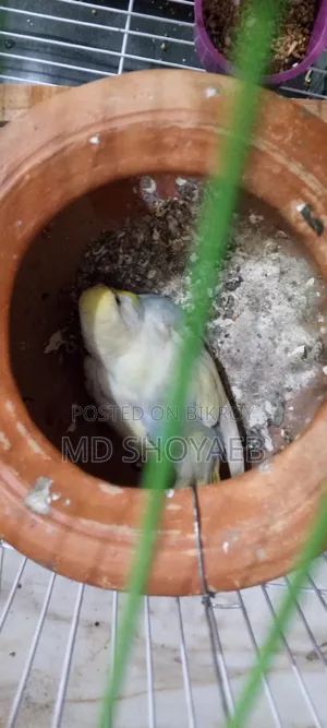 বাজিগর ফুল অ্যাডাল্ট ডিম ও বাচ্চাসহ