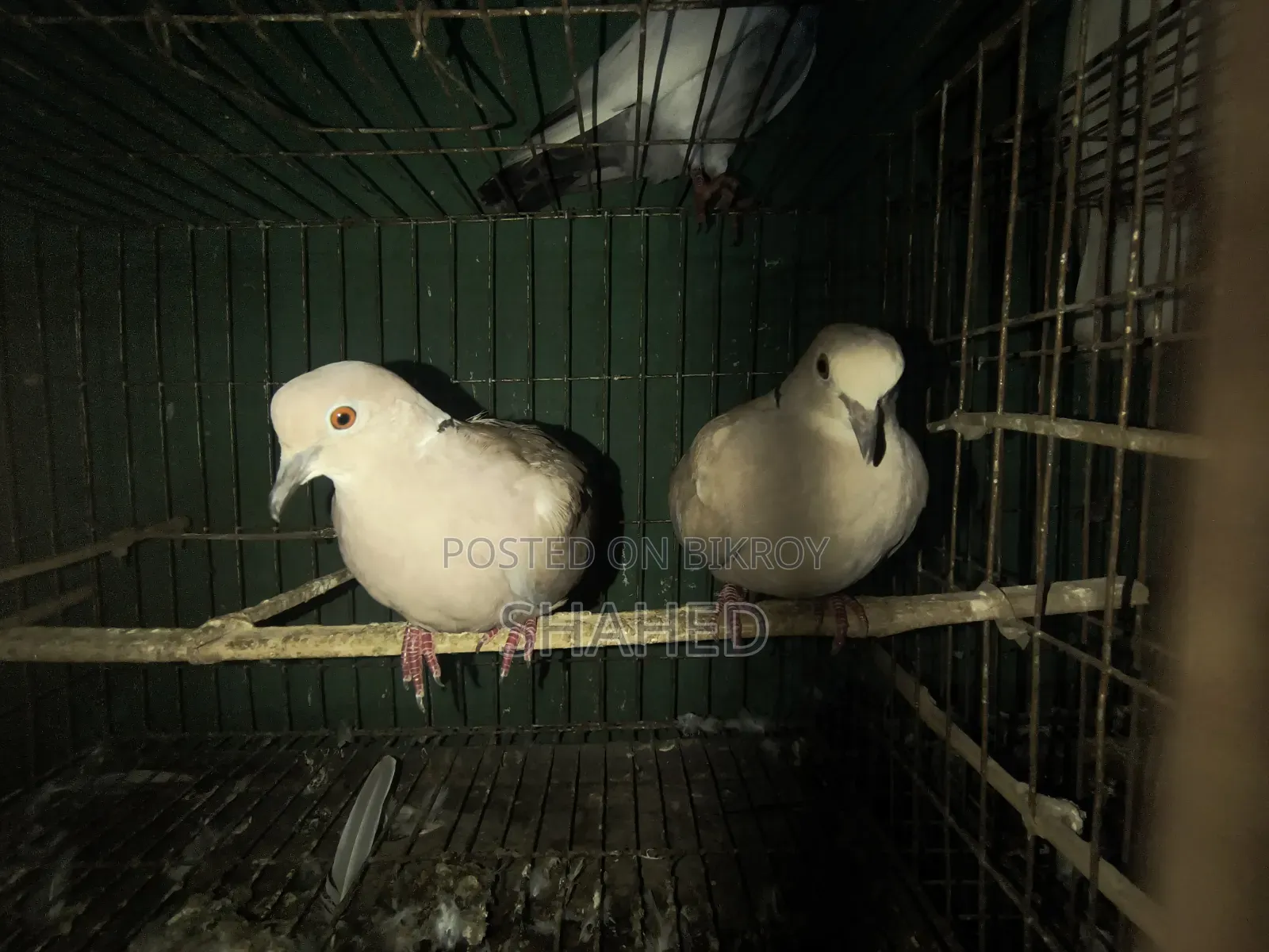 Doves with Setup