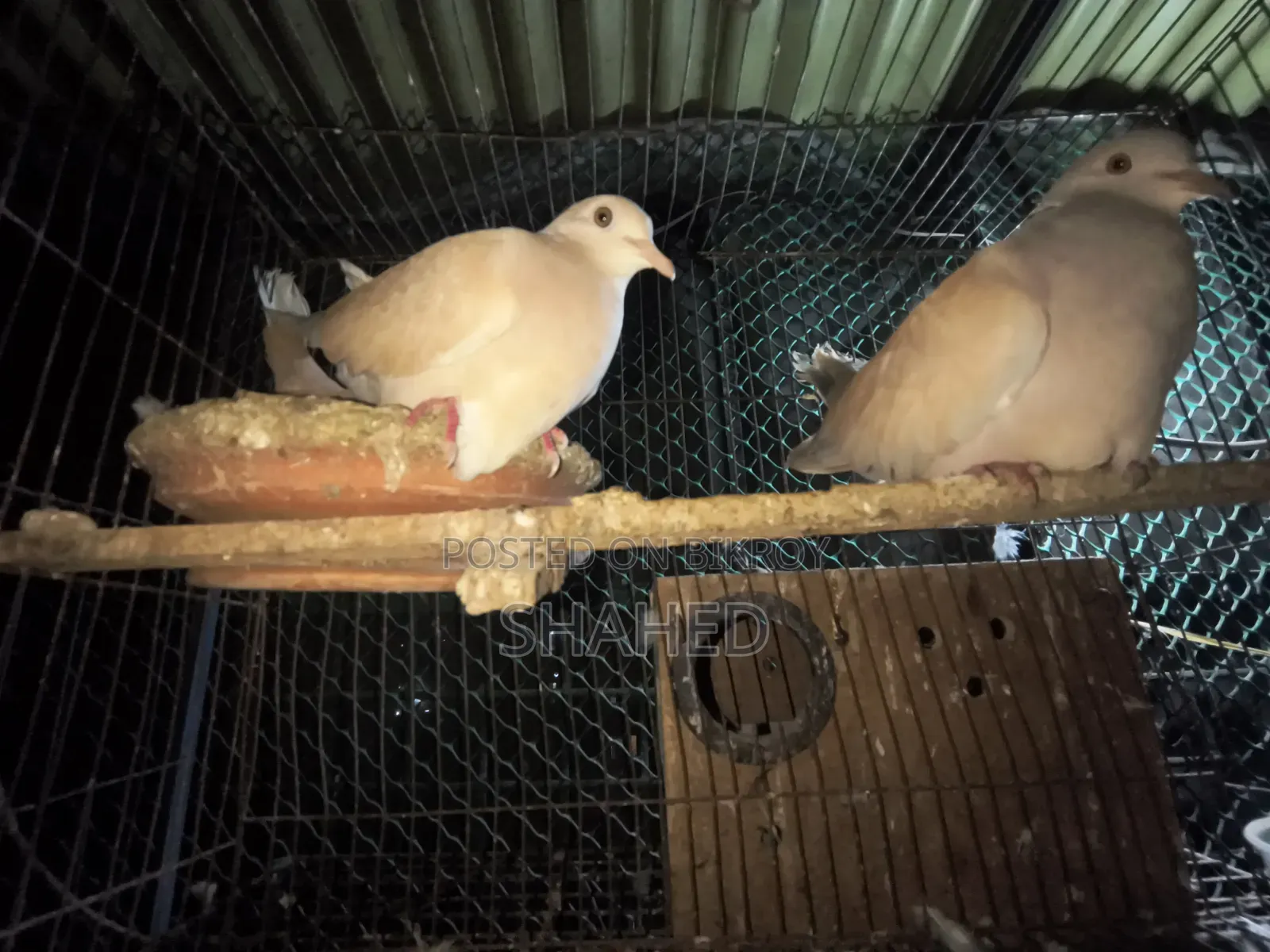 Doves with Setup