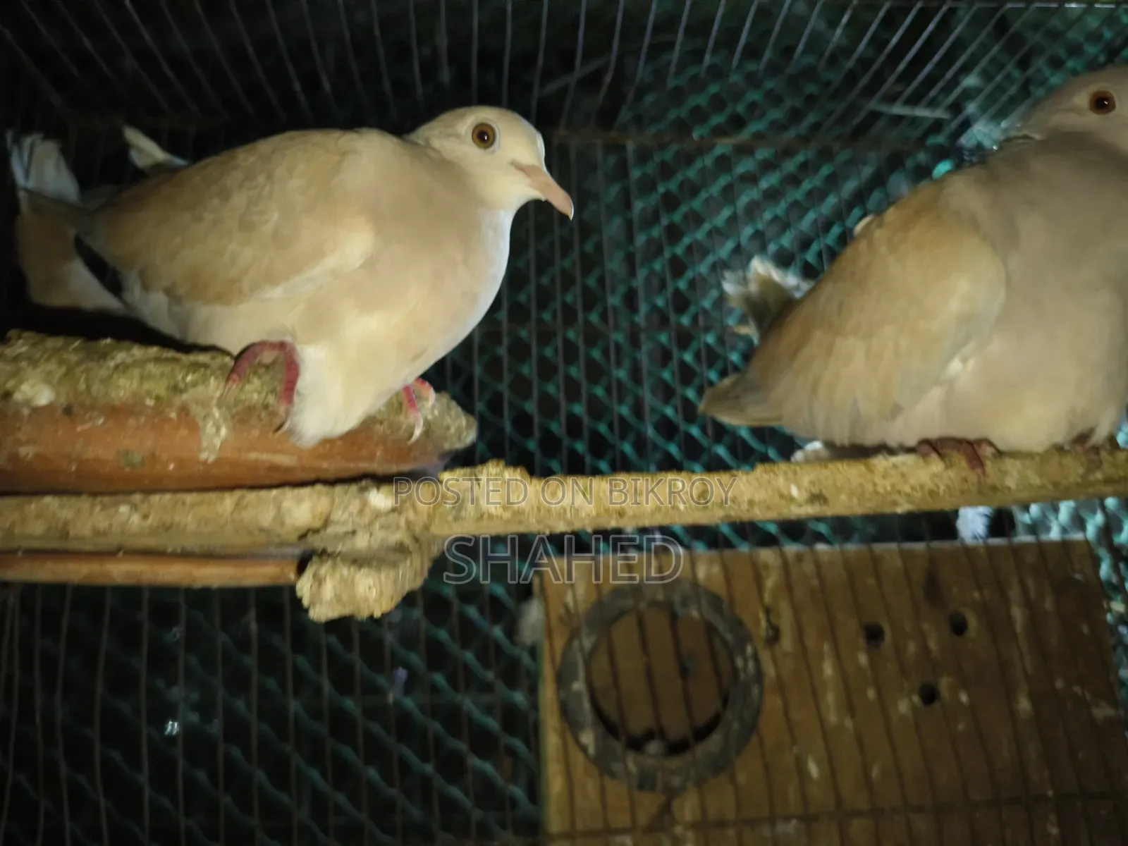 Doves with Setup