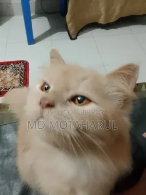 ৬-১২ মাস বয়সী পুরুষ পিওর পারশিয়ান বিড়াল