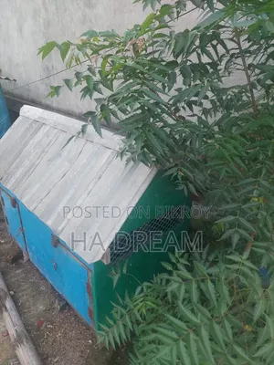 Chicken Coop Sell