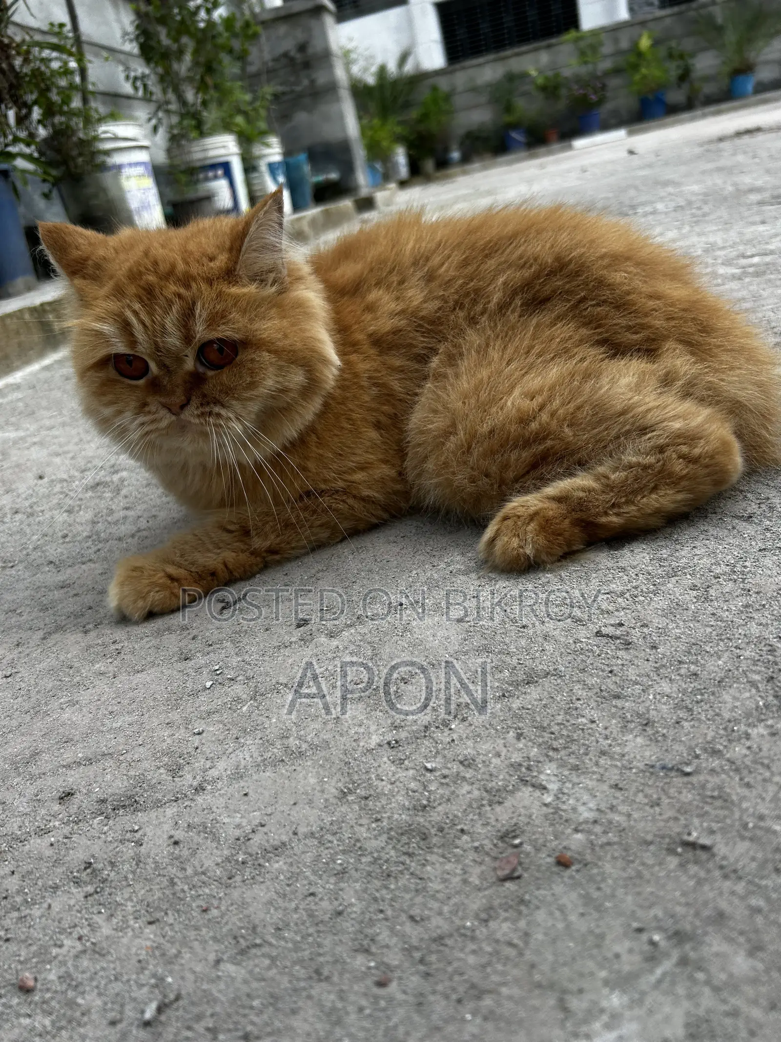 ১+ বছরের মহিলা পিওর পারশিয়ান