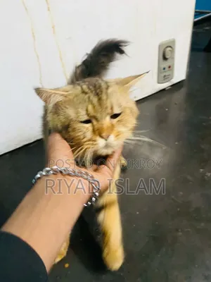 ১+ বছর বয়সী পুরুষ পিওরব্রেড পার্সিয়ান
