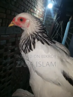 Foreign Chicken