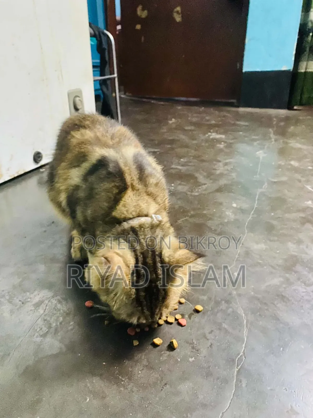 ১+ বছর বয়সী পুরুষ পিওরব্রেড পার্সিয়ান
