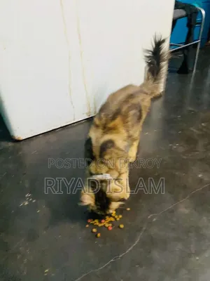 ১+ বছর বয়সী পুরুষ পিওরব্রেড পার্সিয়ান