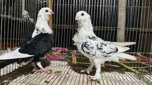 Best Qality Sharting Pegone for Sell