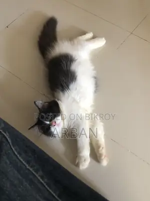 ১-৩ মাসের মেল পিওরব্রেড পার্সিয়ান