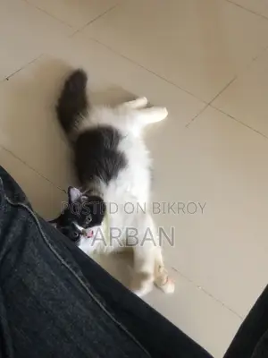 ১-৩ মাসের মেল পিওরব্রেড পার্সিয়ান