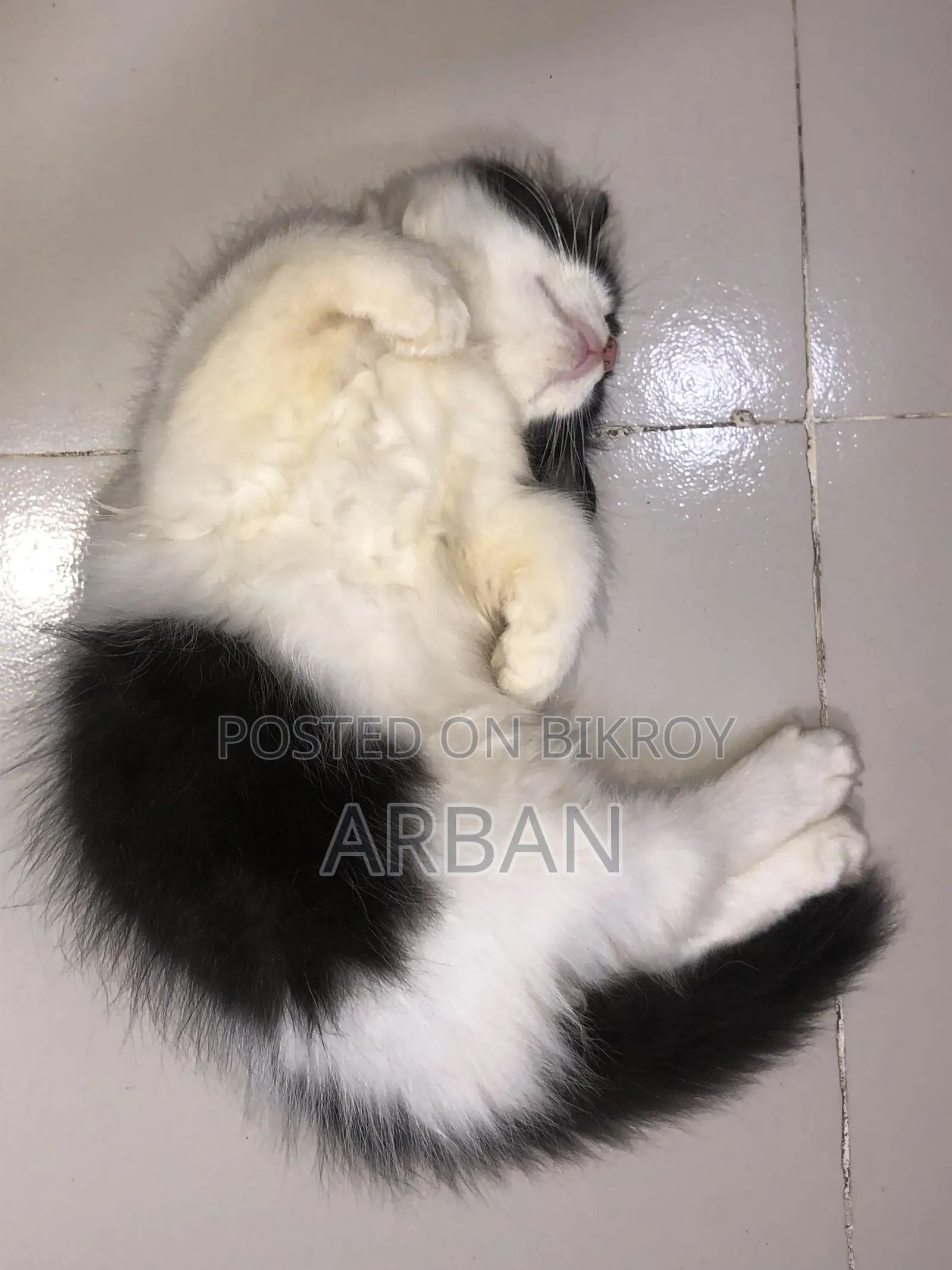 ১-৩ মাসের মেল পিওরব্রেড পার্সিয়ান