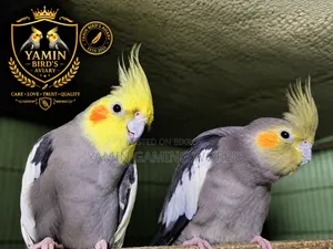 Cockatiel Master Pair