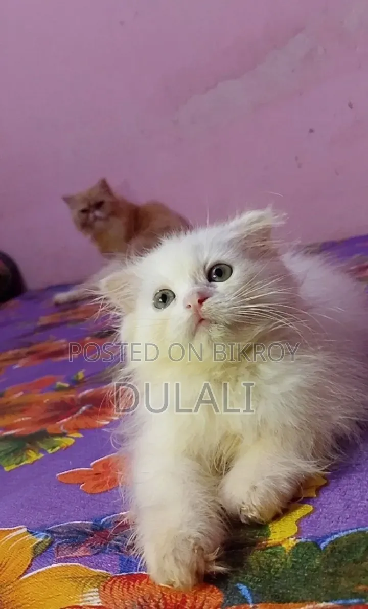 ১-৩ মাসের ফিমেল পিওরব্রেড পার্সিয়ান