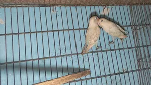 Lovebird