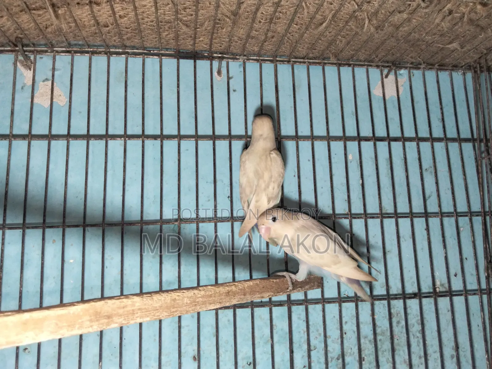 Lovebird