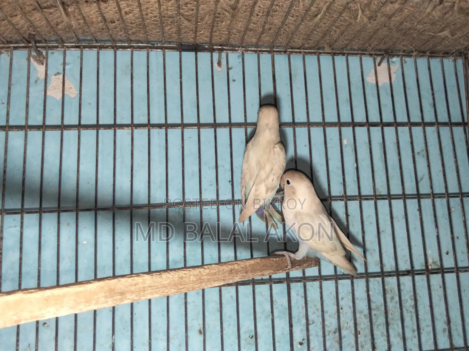 Lovebird