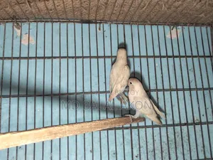 Lovebird