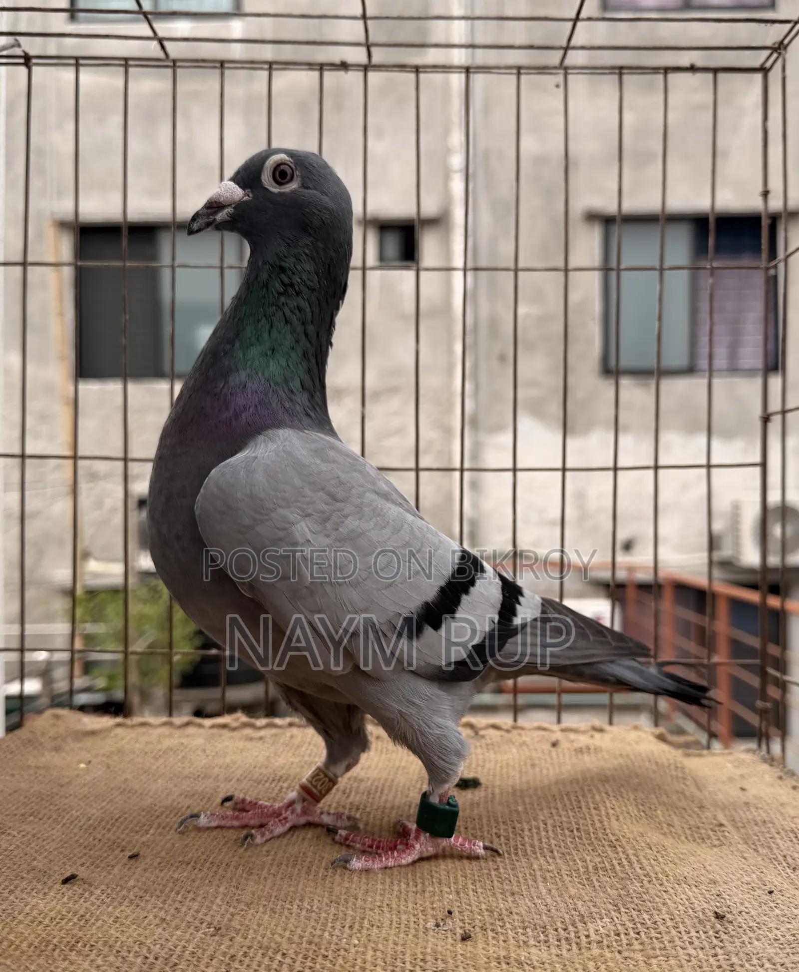 রেসার ফিমেল (৩০রেস কমপ্লিট )
