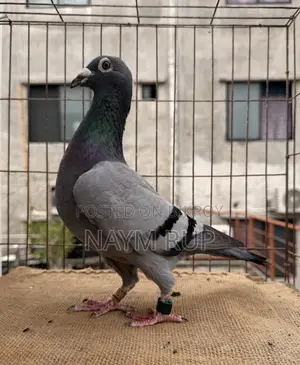 রেসার ফিমেল (৩০রেস কমপ্লিট )