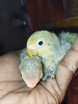 টেম সাইজ বেবি ৩পিস