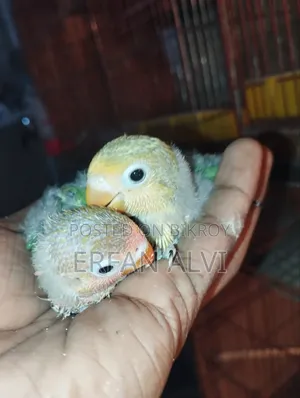 টেম সাইজ বেবি ৩পিস