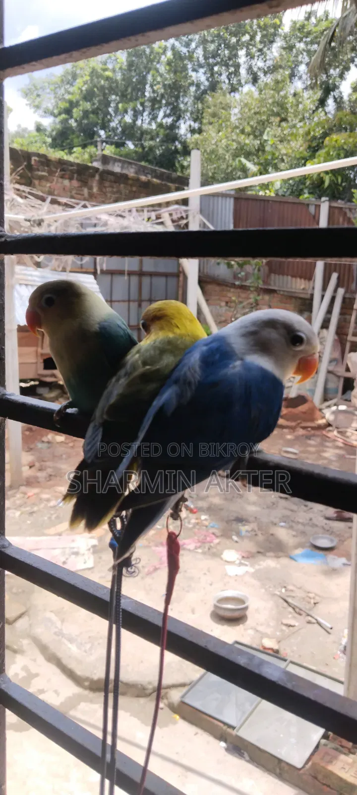 লাভবার্ড বেবি