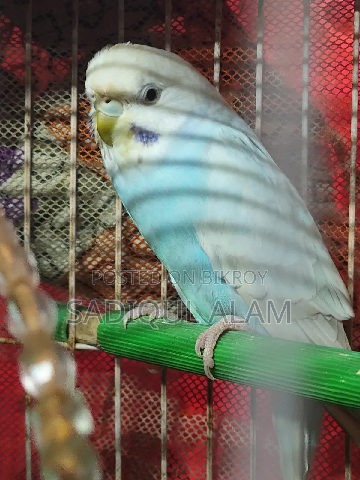 বাজরিগার পাখি Female