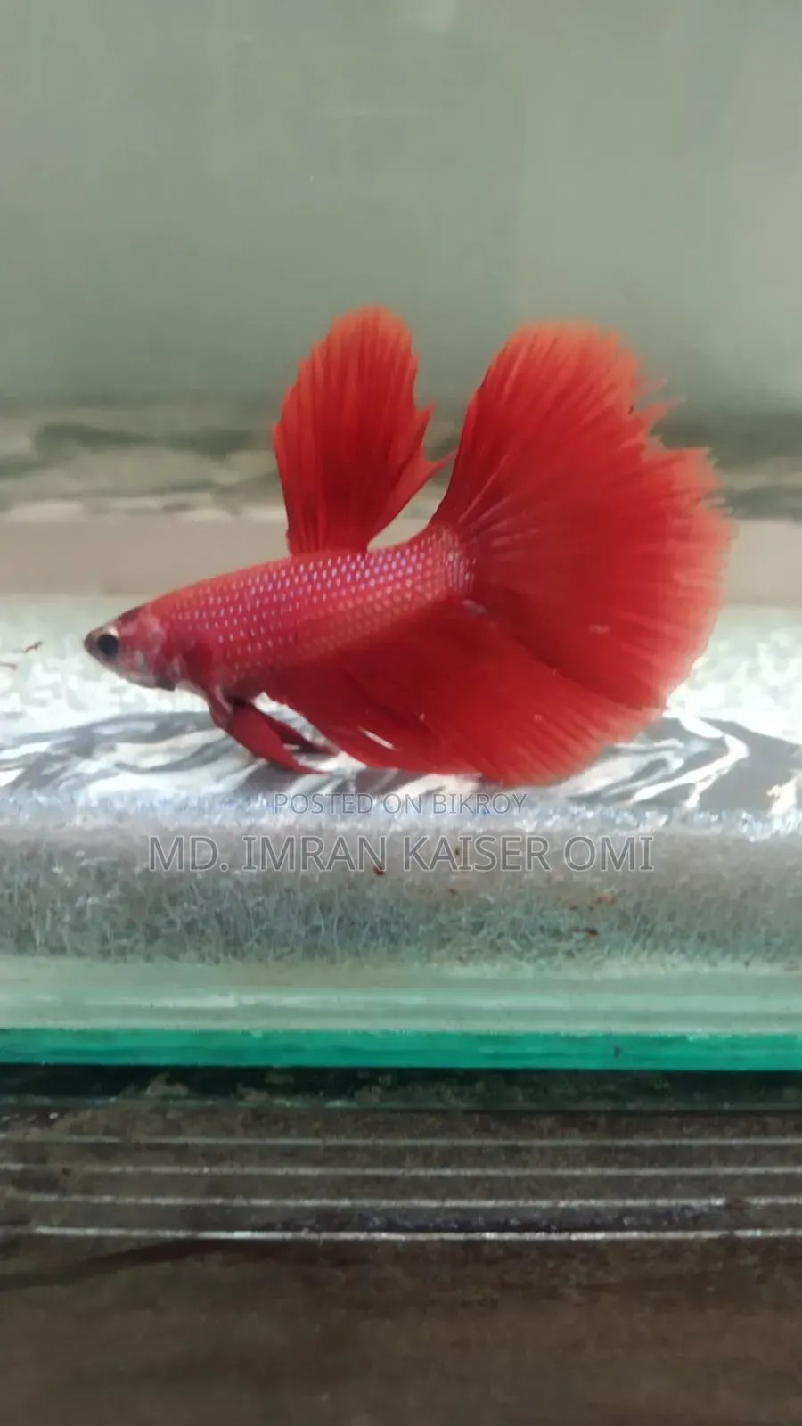 Healthy Male Betta Fish (Adult)