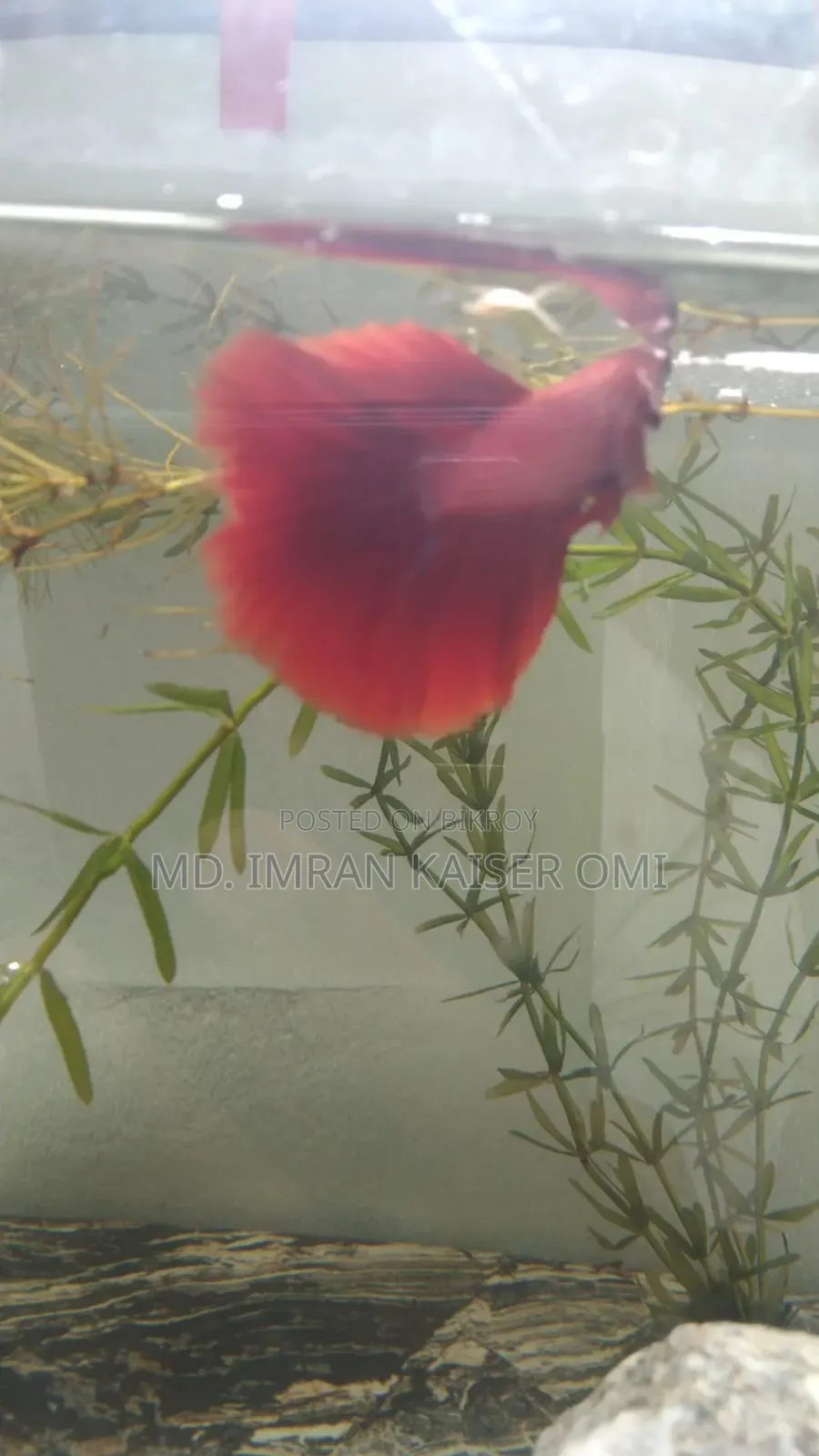 Healthy Male Betta Fish (Adult)