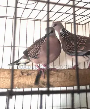 প্রমোটেড রিয়েল ঘুঘু