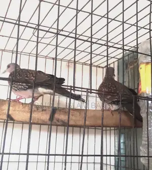 প্রমোটেড রিয়েল ঘুঘু