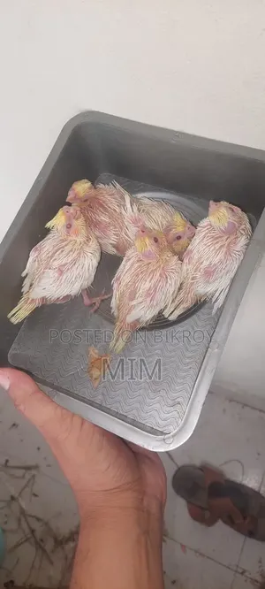 ককাটেল বাচ্চা
