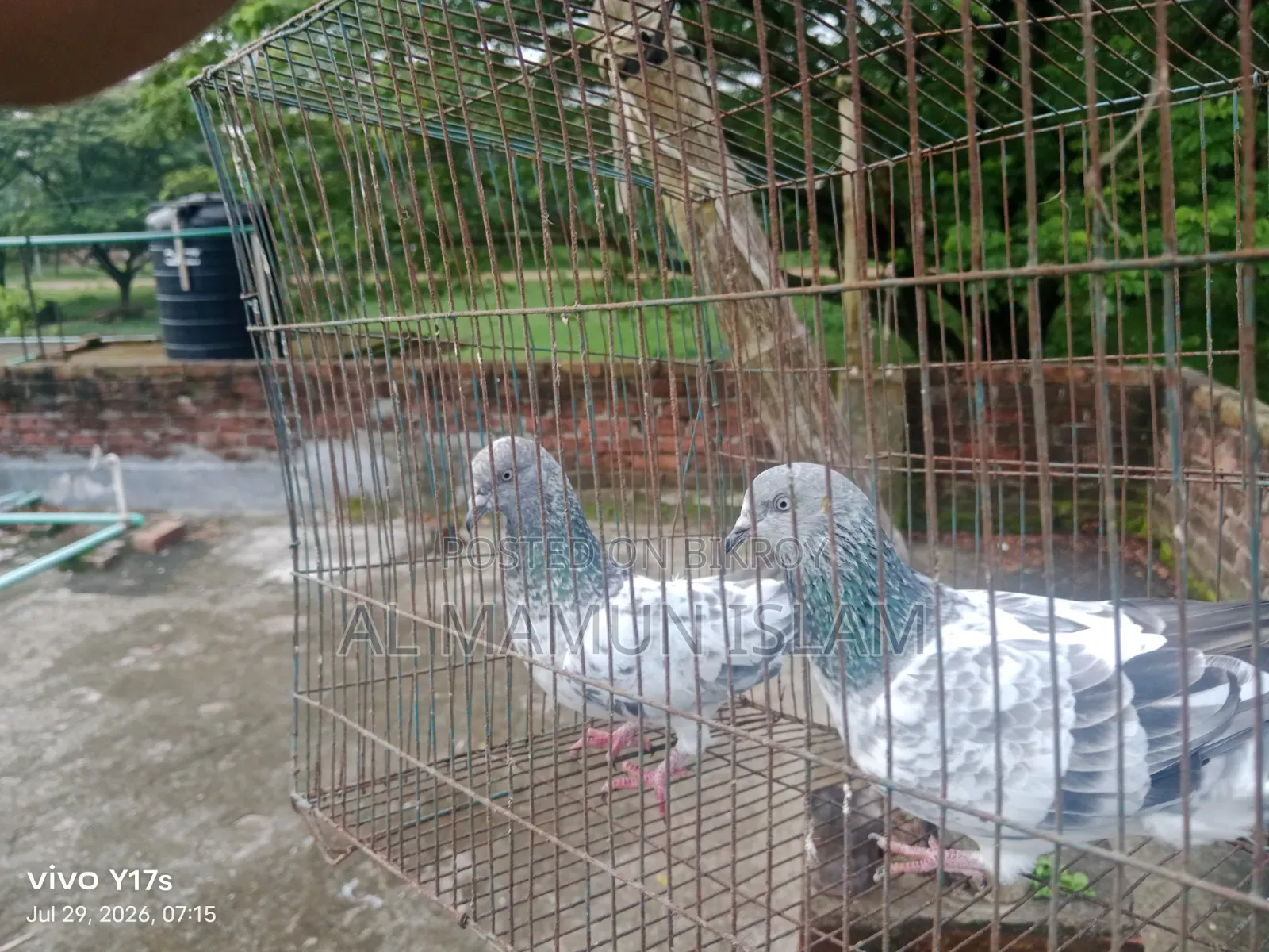 Will lay eggs within a few days
