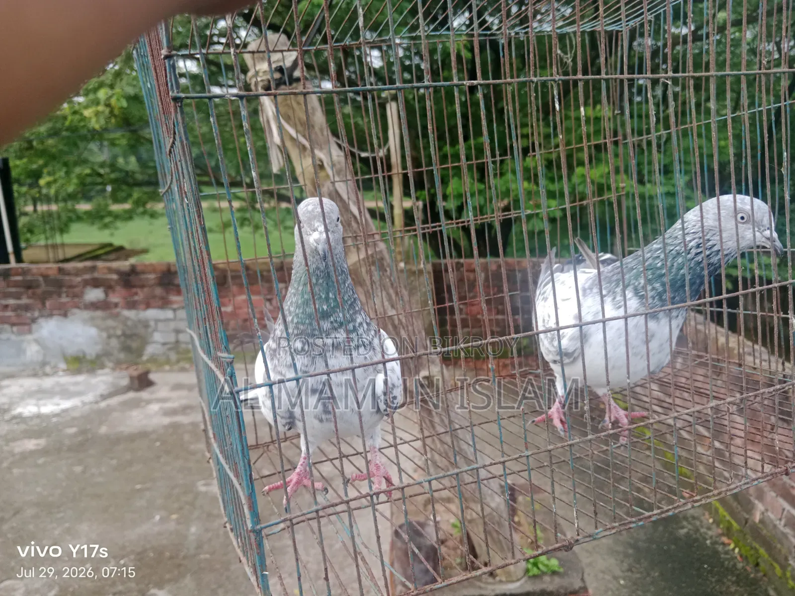 Will lay eggs within a few days