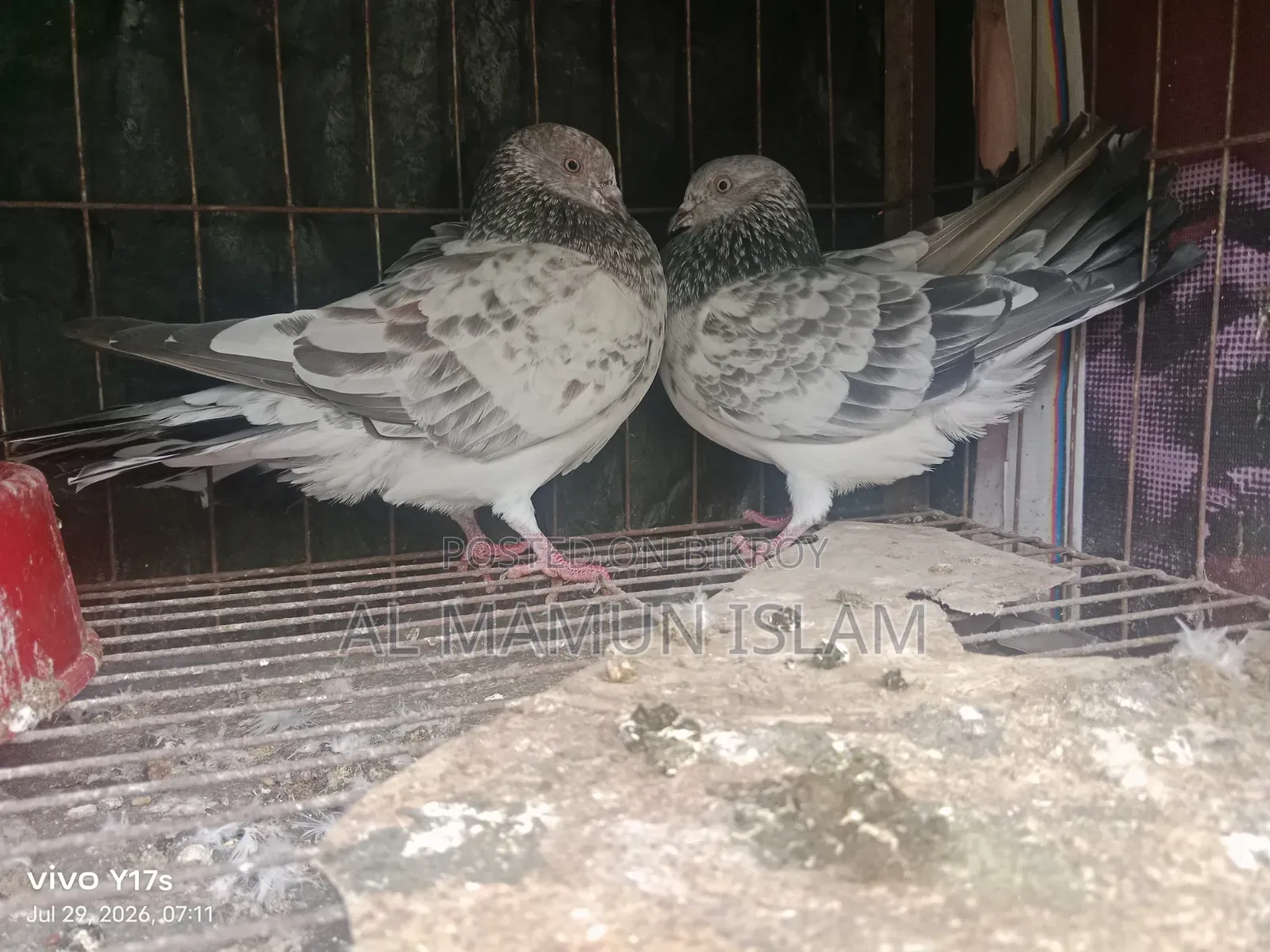 Will lay eggs within a few days
