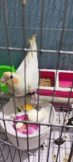 ককাটেল পাখি